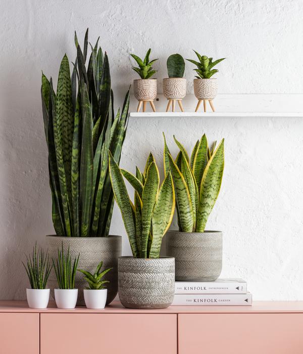 Bogenhanf - Sansevieria trifasciata var.