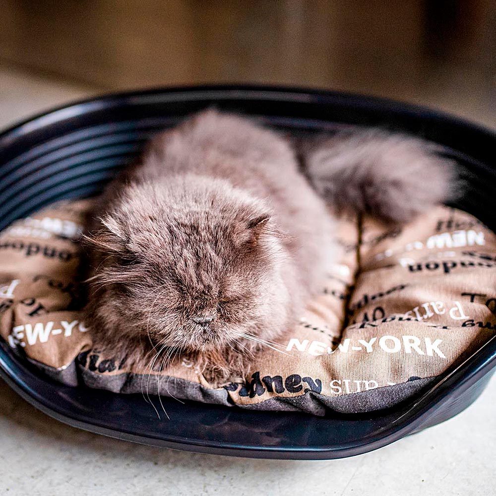Ferplast panier chien chat - coussin pour chien chat - lavable en machine - tapis chien chat pour niches et voitures - lit pour