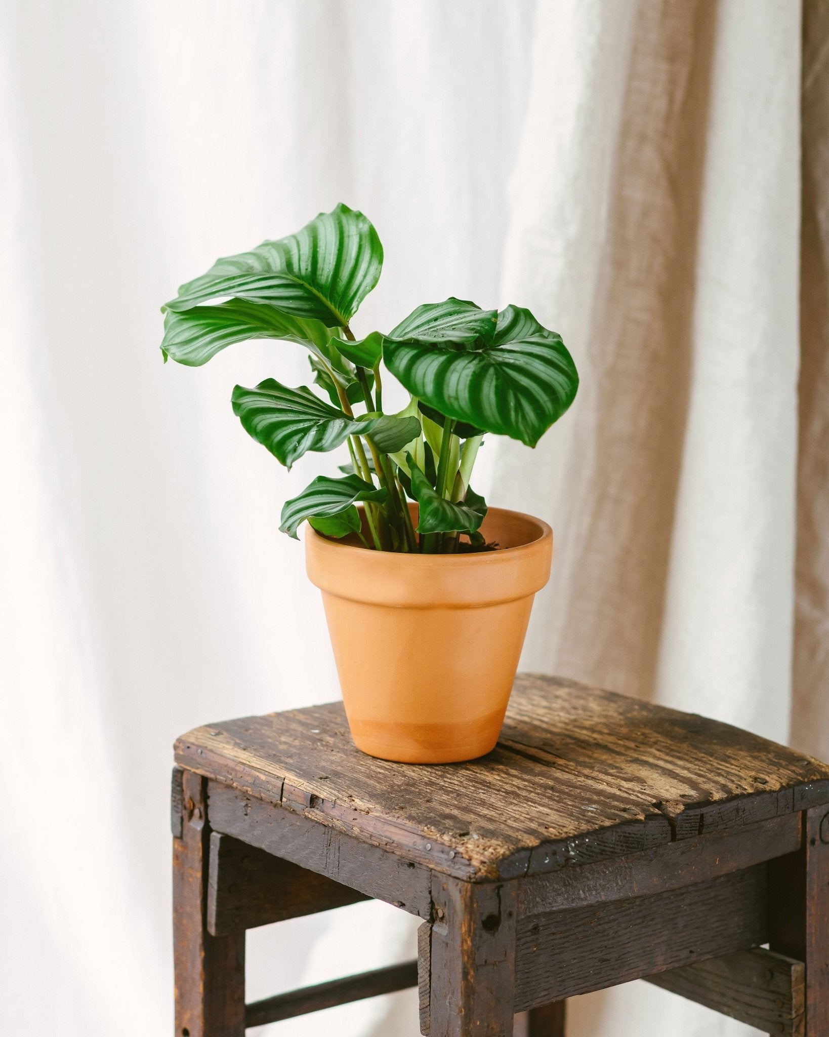 Plante d'intérieur - calathea orbifolia m 45.0cm