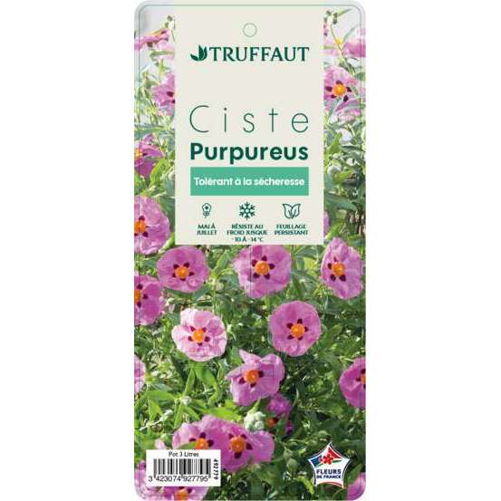 Cistus x purpureus:ctr 3 litres