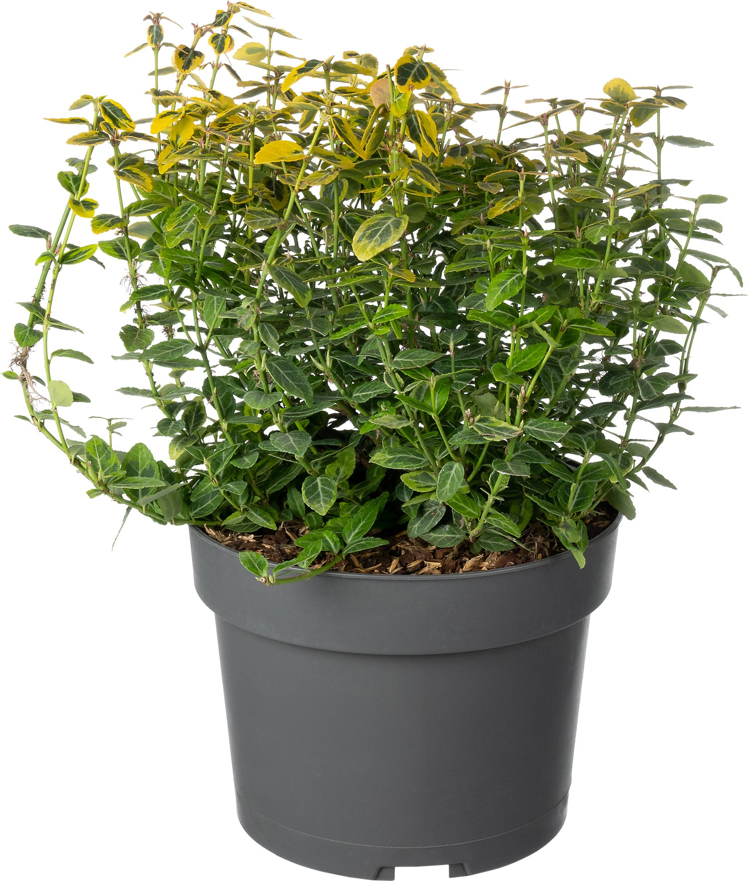 Kardinaalsmuts (Euonymus fortunei 'Emerald 'n Gold') D 19 H 20 cm