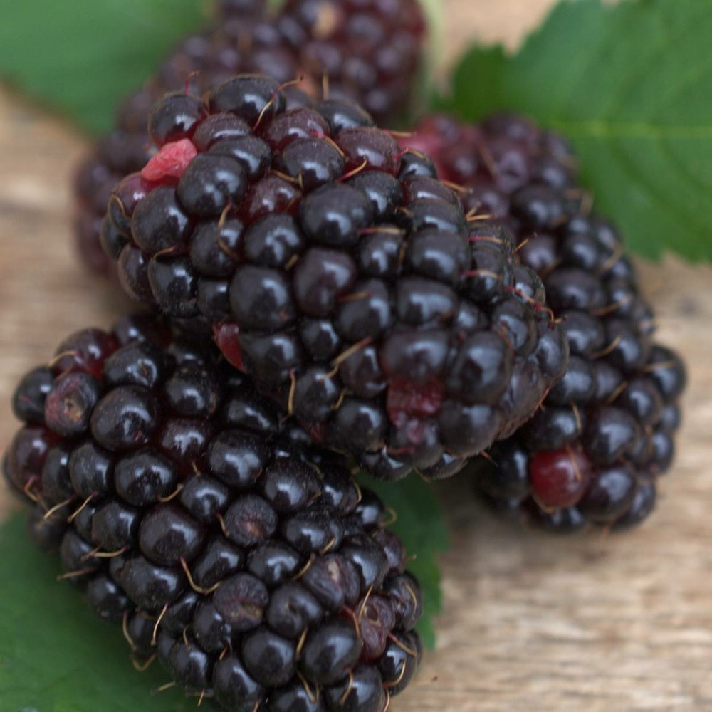 Mûre fruticosus black butte/rubus fruticosus black butte[-]pot de 1,5l - tuteur bambou 30/60 cm
