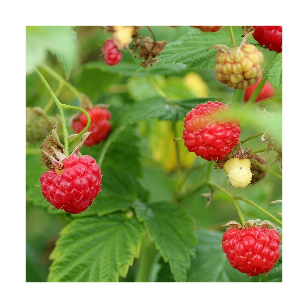 Framboisier idaeus mecker/rubus idaeus mecker[-]pot de 5l - 40/60 cm