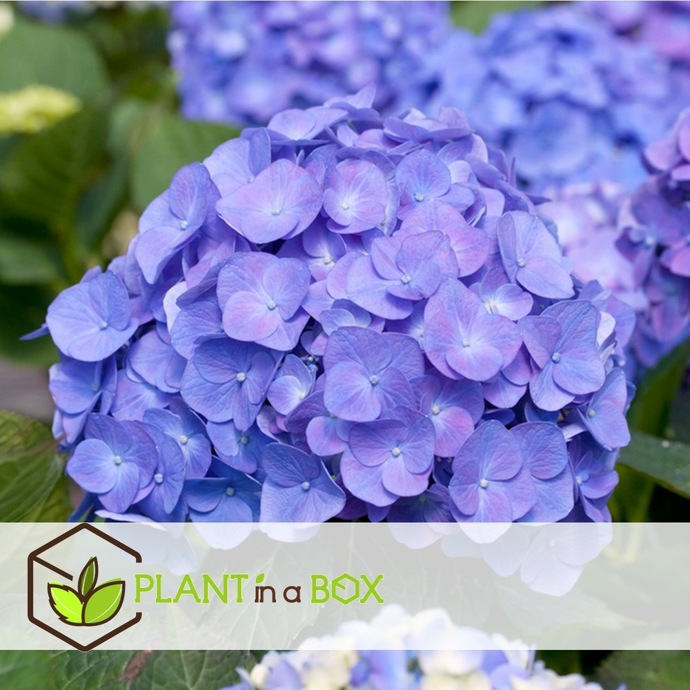 Hydrangea macrophylla - mélange de 6 - hortensia - pot 9cm - hauteur 25-40cm