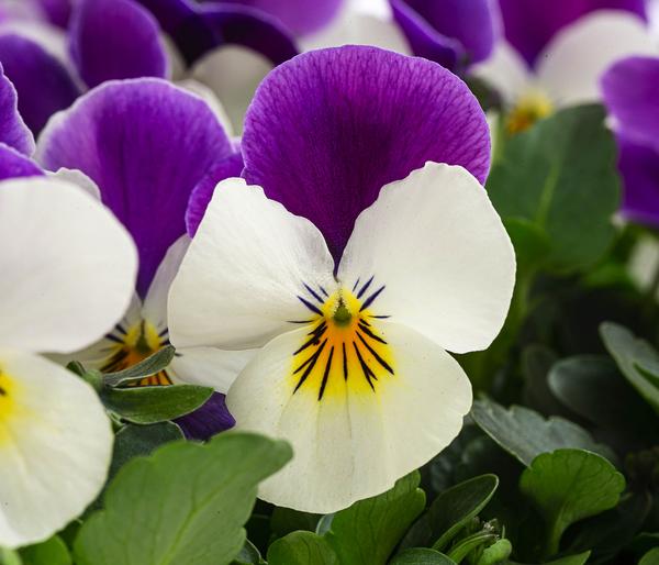 Hornveilchen in Schale, verschiedene Farben
