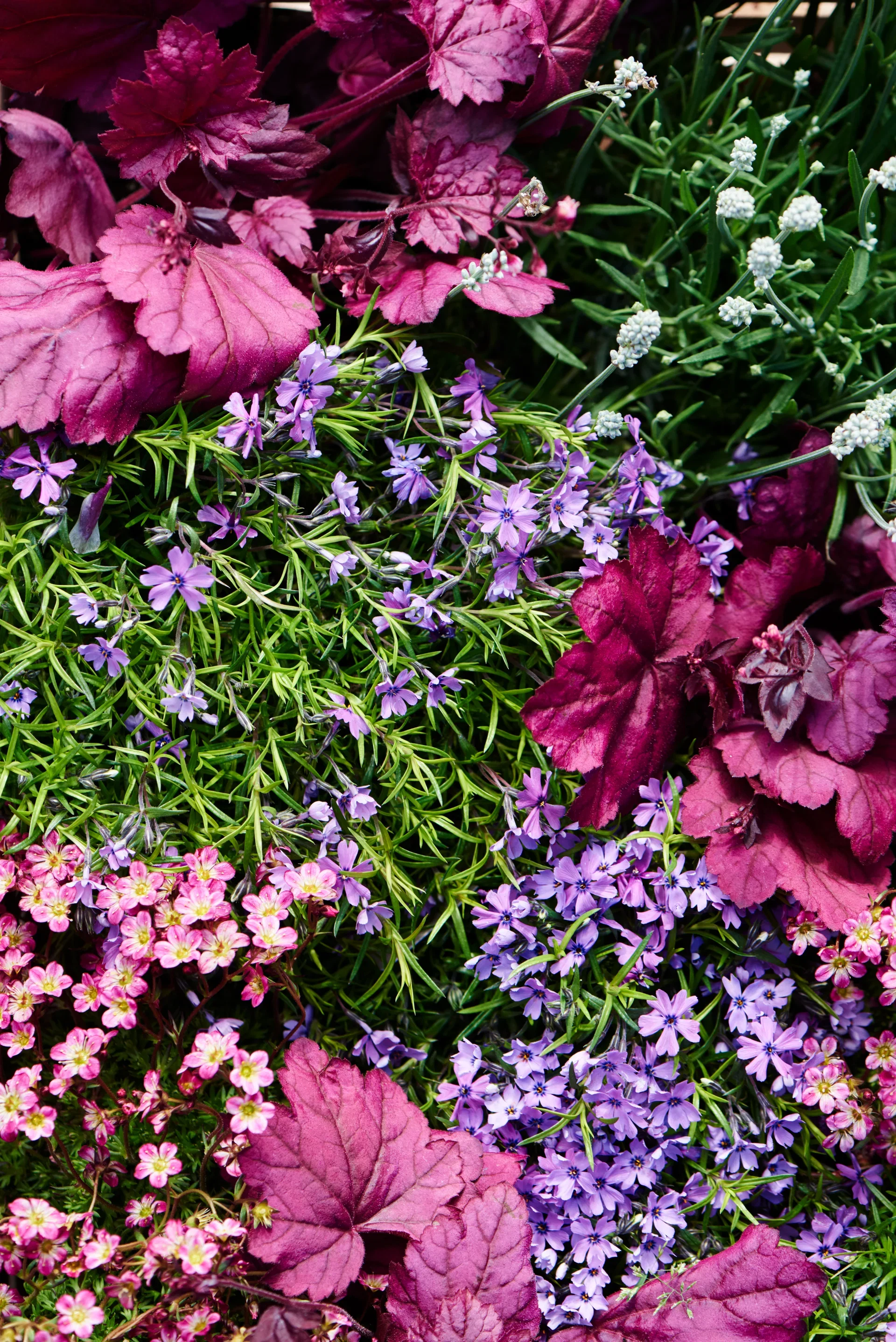 Heuchera villosa 'Palace Purple' Marmoralunrot 'Palace Purple' 6 pk