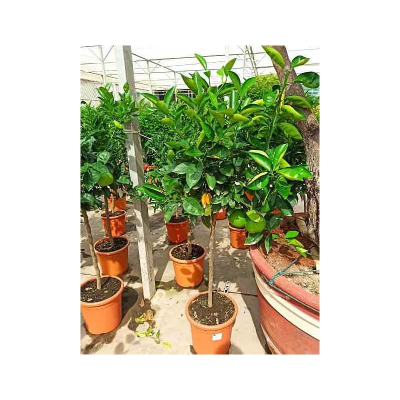 Citrus sinensis (oranger) blanc - taille pot de 26l 140/160cm