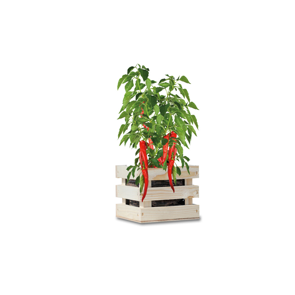 Baza Garden Box Bio Chili Peper