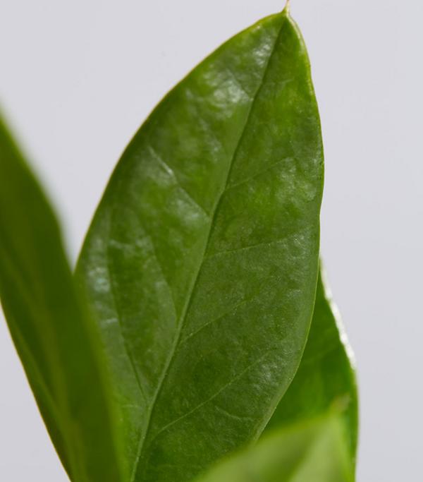 Glücksfeder - Zamioculcas zamiifolia