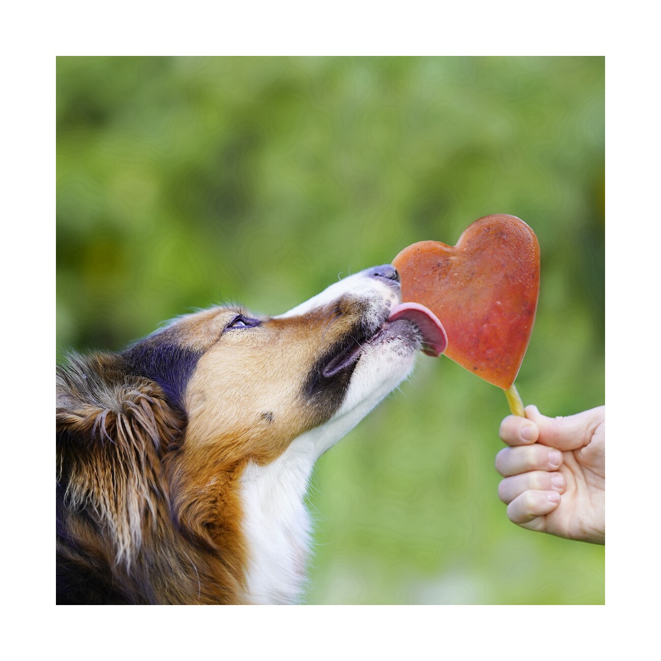SmoothieDog Eisform