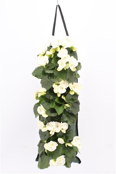 Wandhanger met Begonia (Begonia) wit H 50 cm