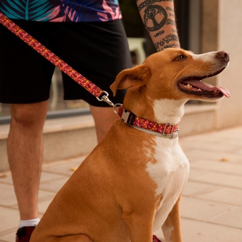 Coleira e doces para cães da Pappy