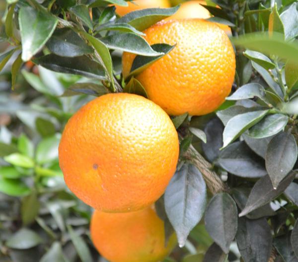Calamondin-Orange