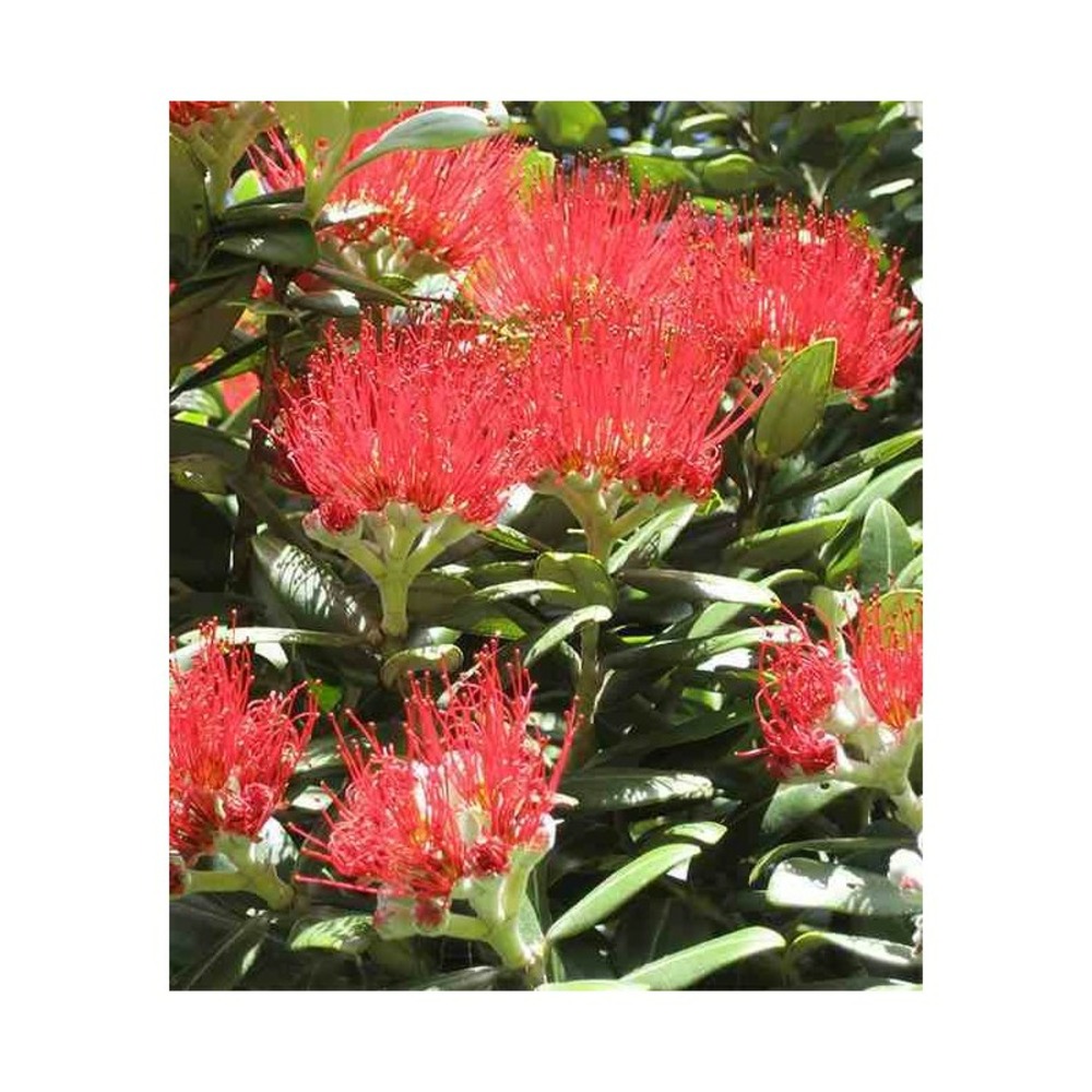 Metrosideros thomasii (arbre de noël de nouvelle-zélande ) taille pot de 3 litres - 30/40cm - rouge
