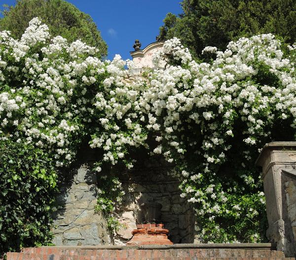Kletterrose 'Uetersener Klosterrose®'