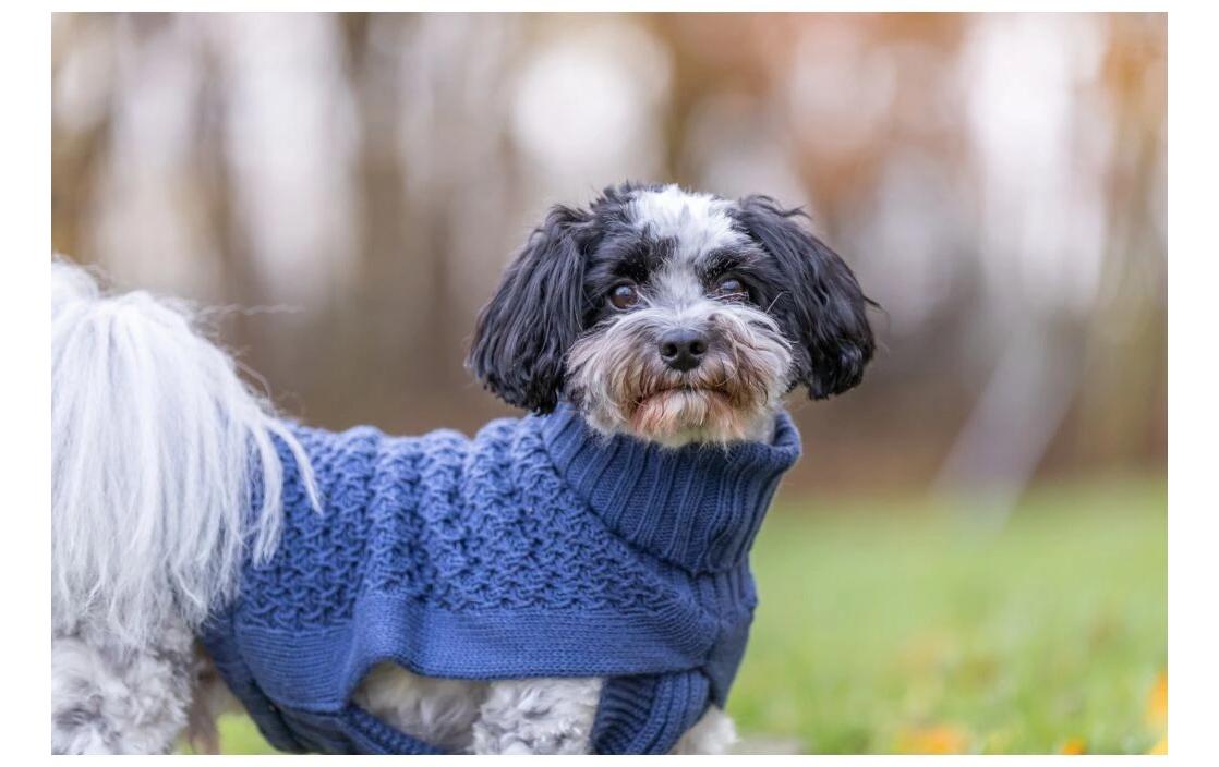 Pullover Norwood XS, 30 cm, DunkelblauHundebekleidung