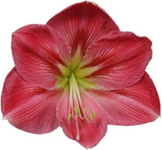 Amaryllis (Hippeastrum 'Sweet Pink') D 14 H 25 cm