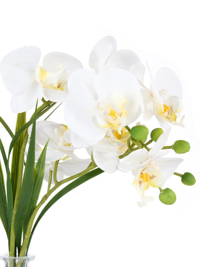 Orchidee Phalaenopsis inkl. Glasvase, 38 cm