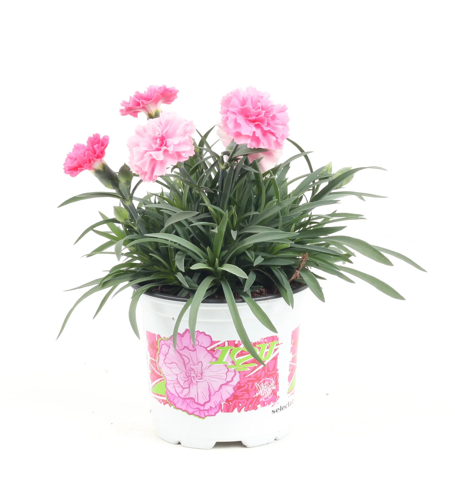 Dianthus caryophyllus 'I love You' 10,5 cm Hagenellik 'I Love You' Ø10,5 cm