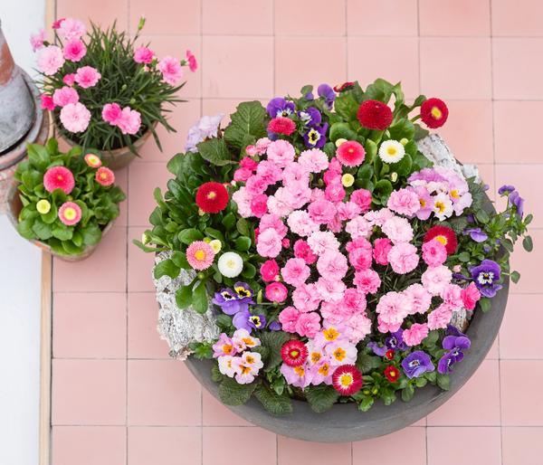 Garten-Nelke 'I Love You'