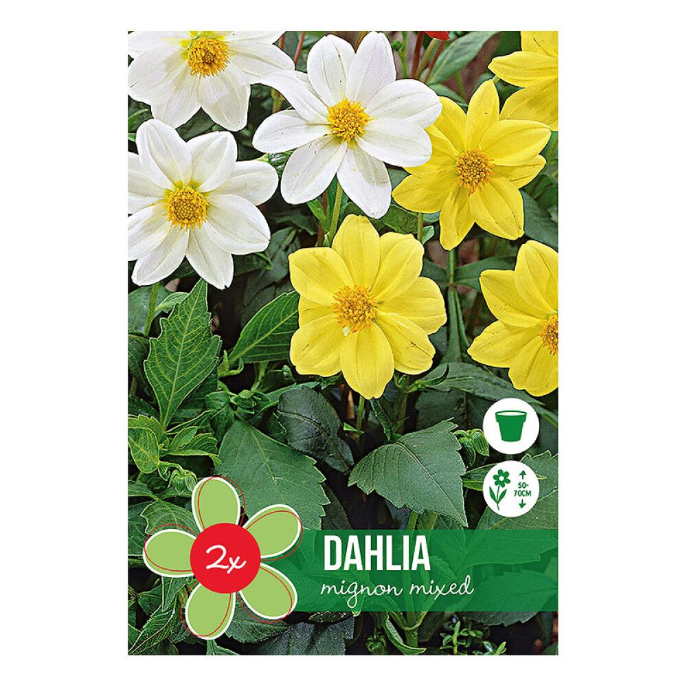 VÅRLØK DAHLIA MIGNON 2STK