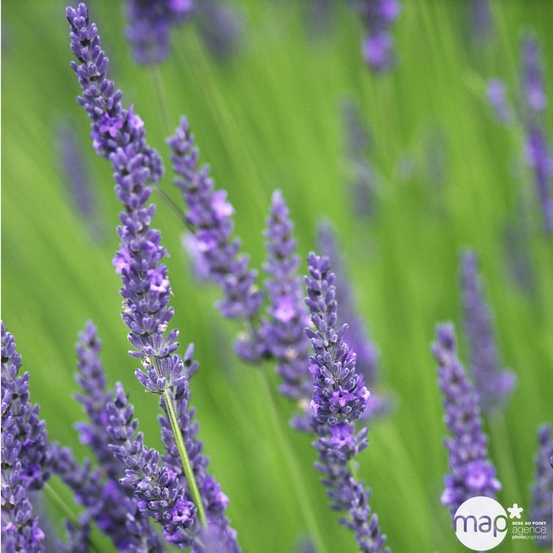 Lavandula x intermedia 'Grosso': 3 L RC