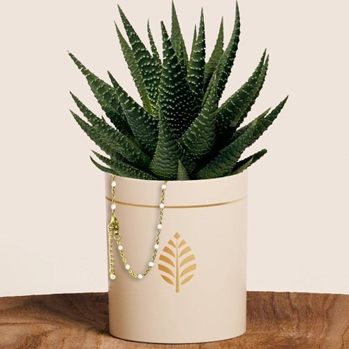 Plante grasse haworthia pot blanc