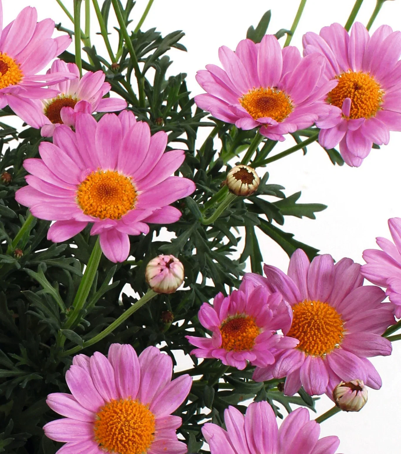 Argyranthemum Margerit stikling Ø6 cm