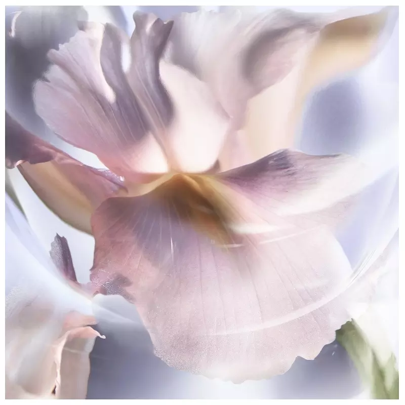 Lancôme La Vie Est Belle Iris Absolu EDP 30 ml