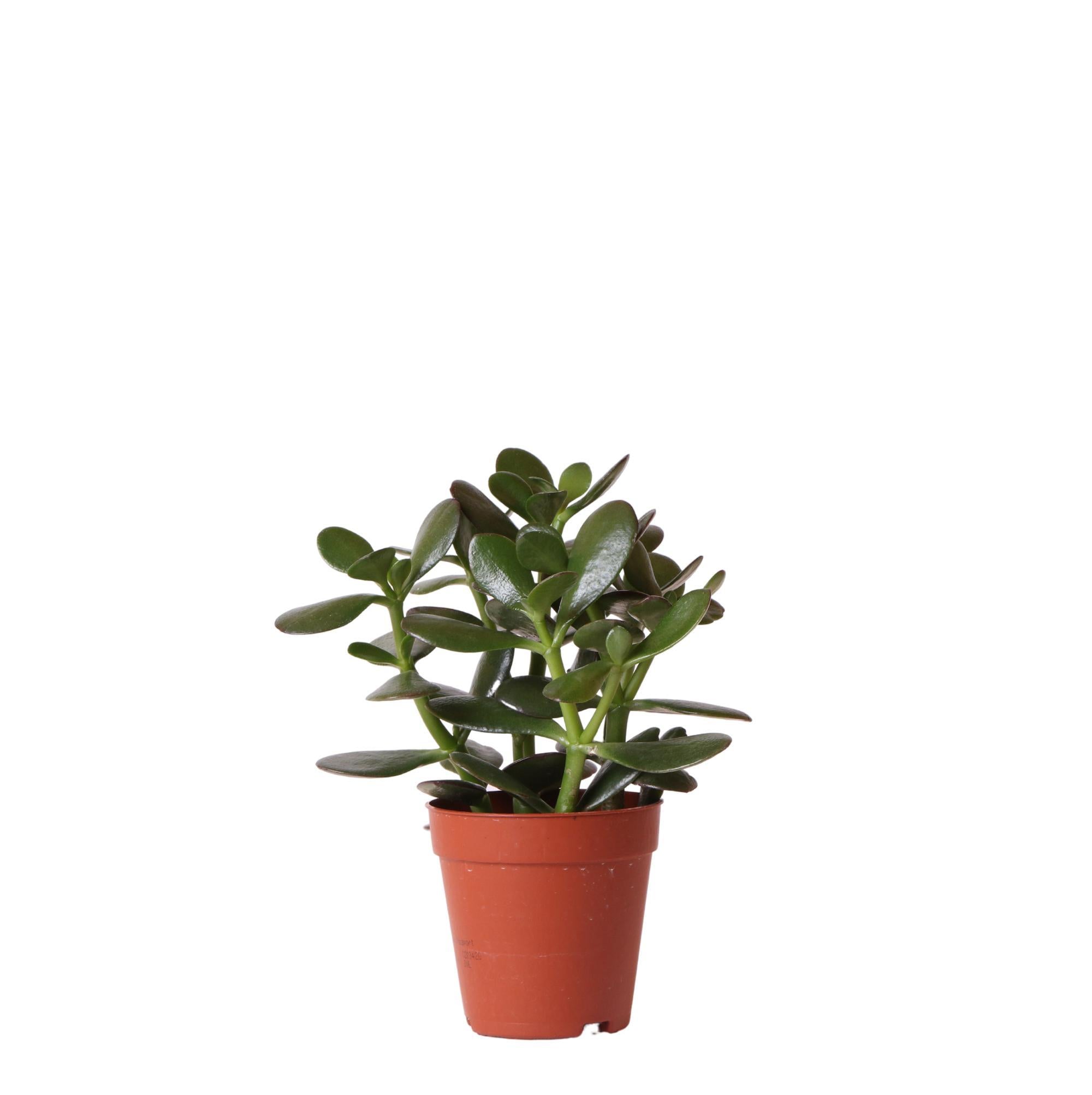 Crassula ovata h20cm - plante grasse d'intérieur