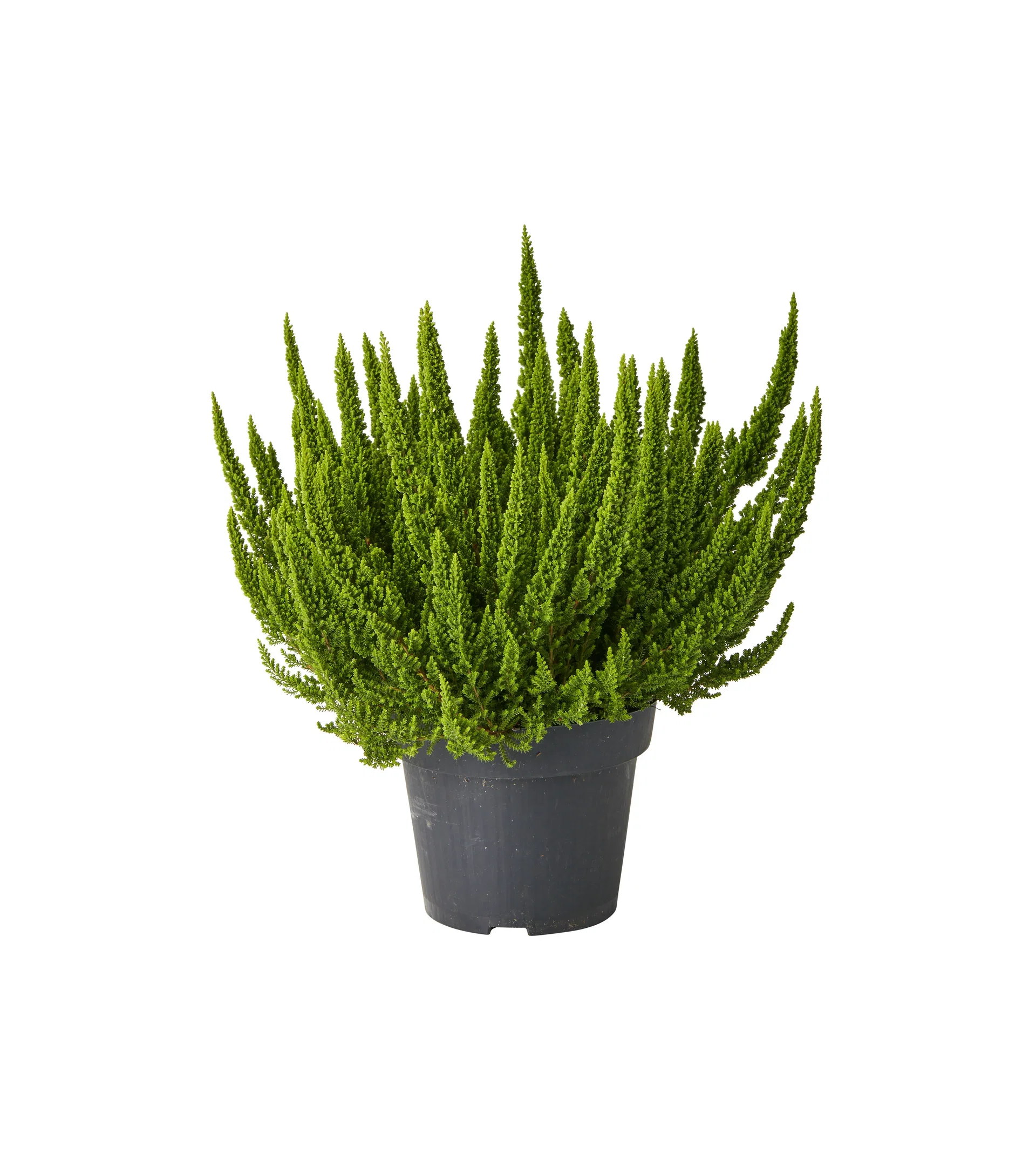 Calluna vulgaris SKYLINE Røsslyng SKYLINE Ø10,5 cm