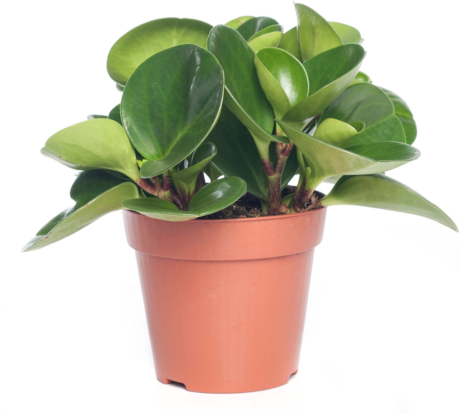 Peperomia (Peperomia obtusifolia 'Green Gold') D 12 H 20 cm