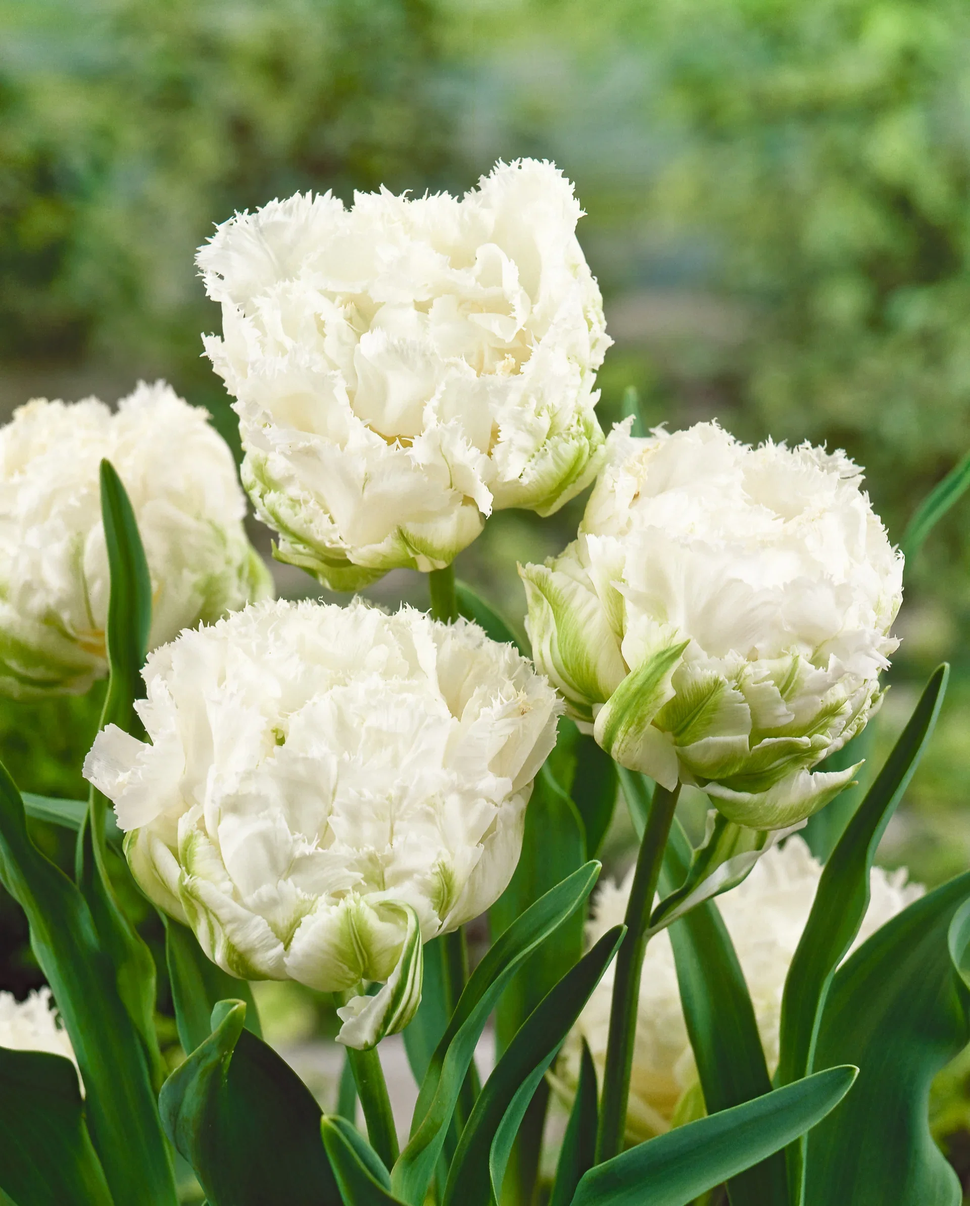 Tulipa gesneriana (Fringe flowering Group) 'Snow Crystal' Tulipan 'Snow Crystal'