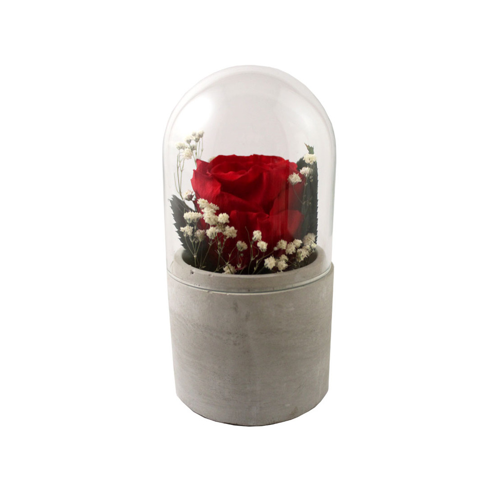 Rose éternelle rouge sous cloche en verre h.16
