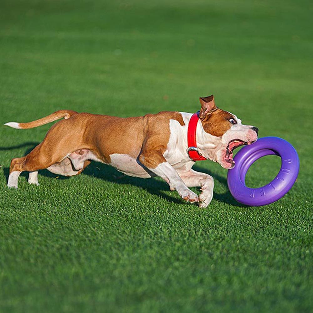 Jouet interactif pour chiens grands puller maxi 1 bague, entraînement, course, saut, tir, spring pole, non toxique