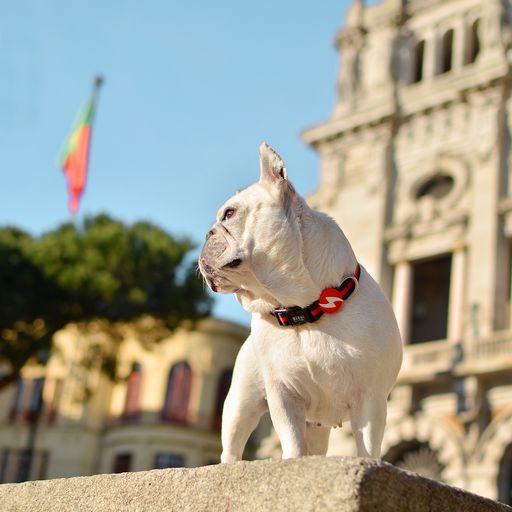 Coleira para cães Dashi com listras vermelhas e pretas em poliéster.