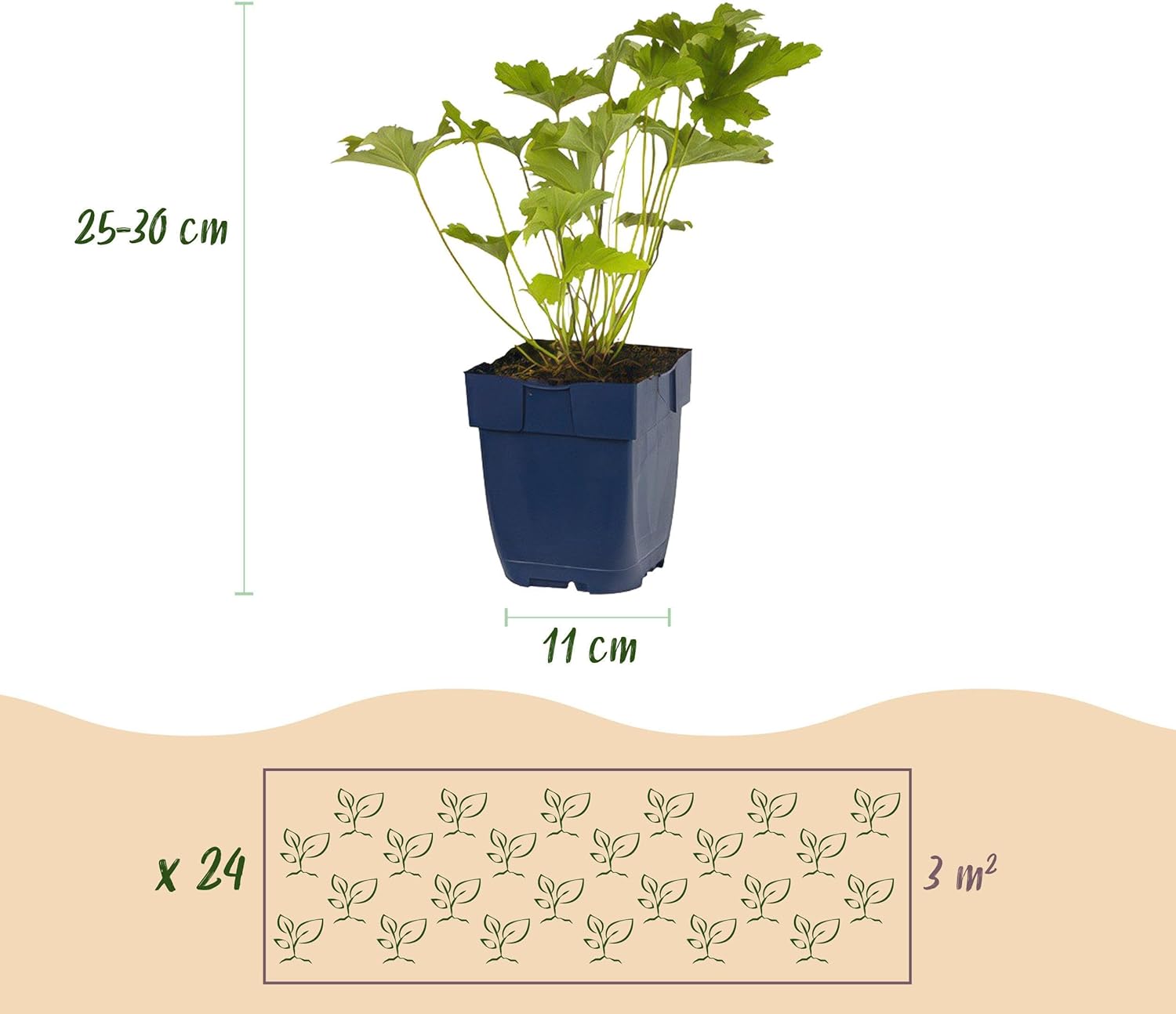 Staudenpaket - Schatten - 24 Stauden - Für 3 m2 - Verschiedene Farben - Wenig Pflege - 20-50cm - Ø11cm - Gartenpflanze