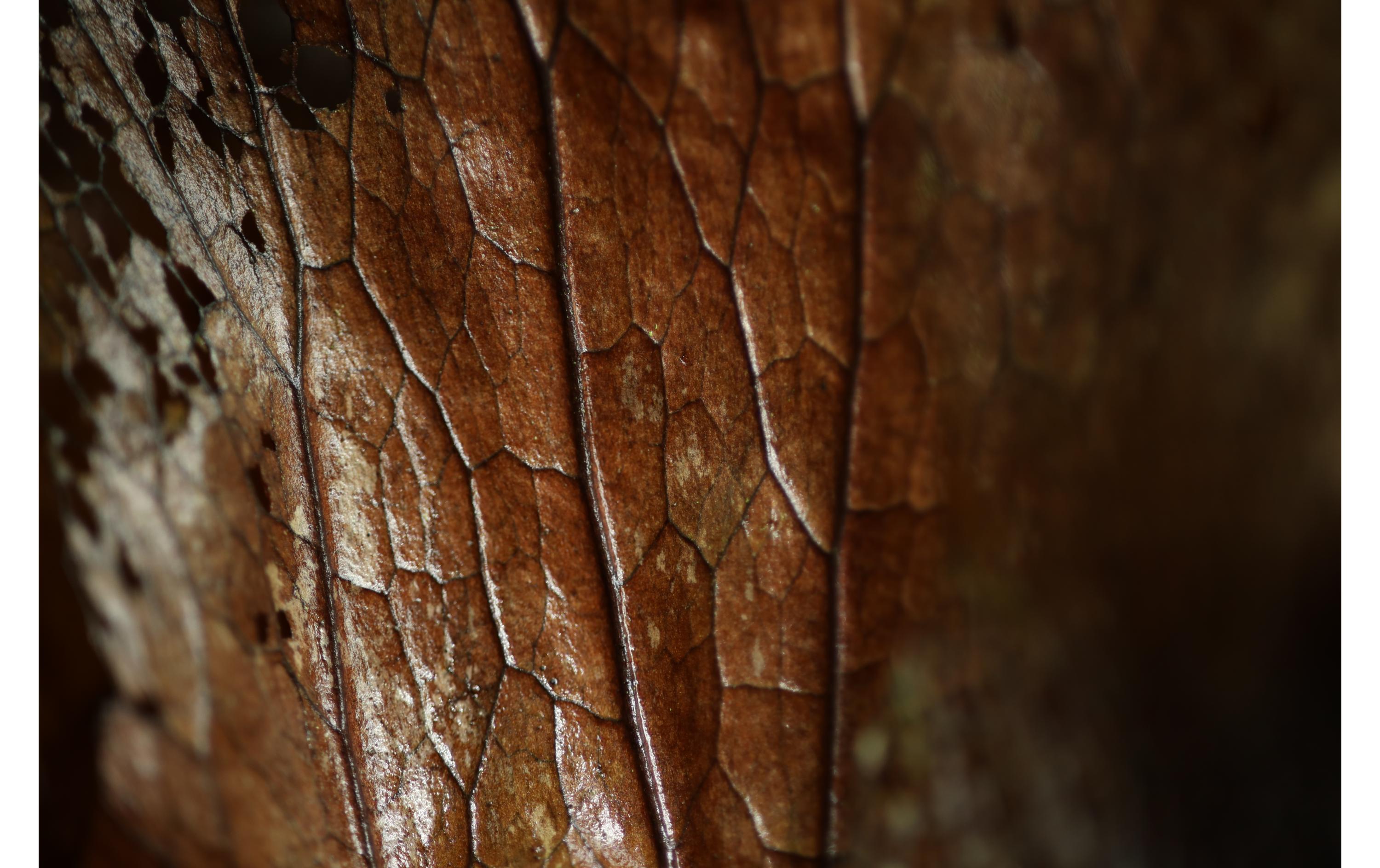 Festbrennweite RF 85mm F/2 Macro IS STM – Canon RF<br>Kompaktes, leichtes Objektiv für Porträtaufnahmen