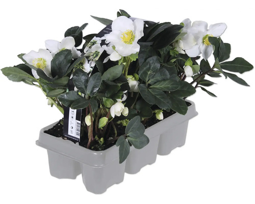 Kerstroos set van 6 FloraSelf Helleborus niger 'Christmas Carol'