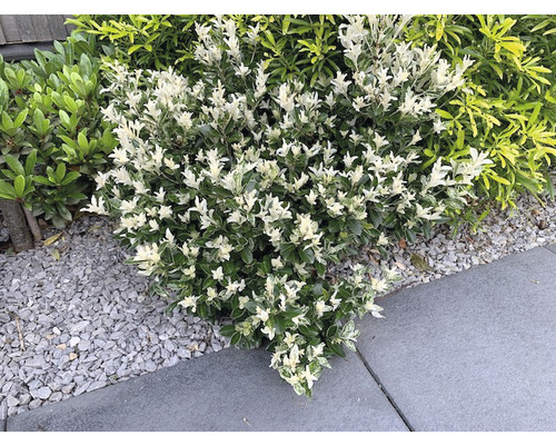 Kardinaalsmuts FloraSelf Euonymus japonica 'Pierrolino' H 15-20 cm Co 1.5 L