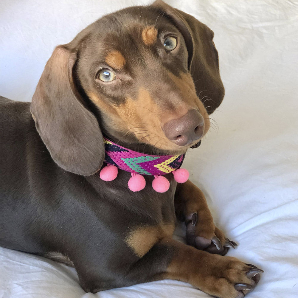 Coleira Ladran Gaucho Ikal para cães
