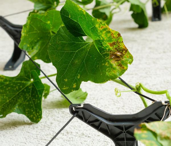 Gusta Garden Gurken-Rankhilfe Cucumber Buddy,