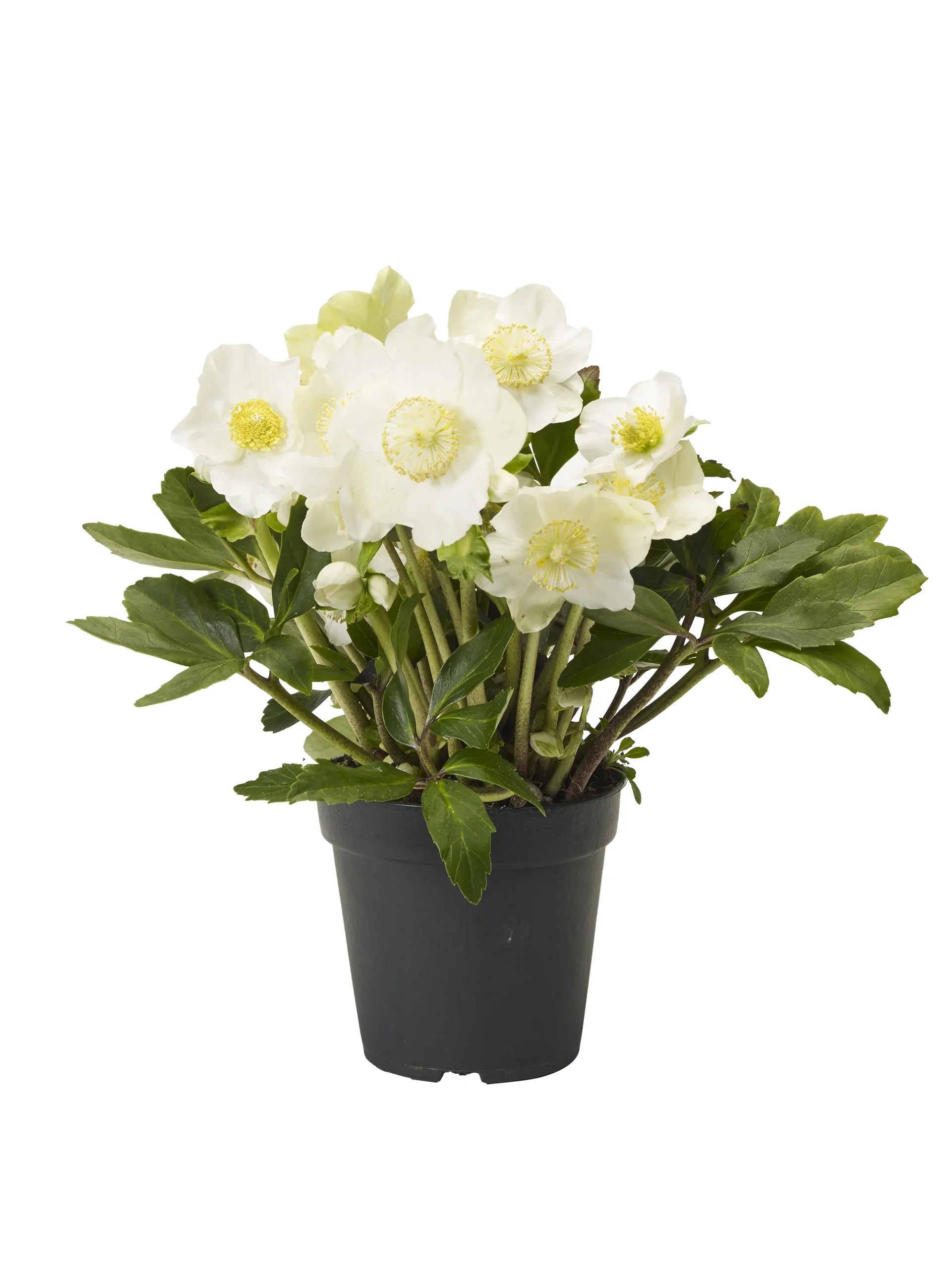 Helleborus niger Hvit julerose 'G.C.' ® Ø15 cm