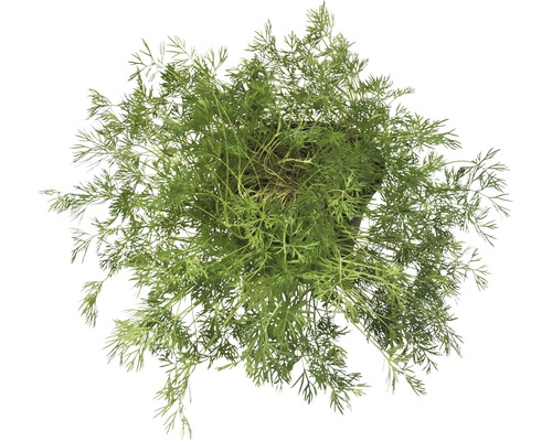 Organic Dill FloraSelf Organic Anethum graveolens Ø 12 cm pot
