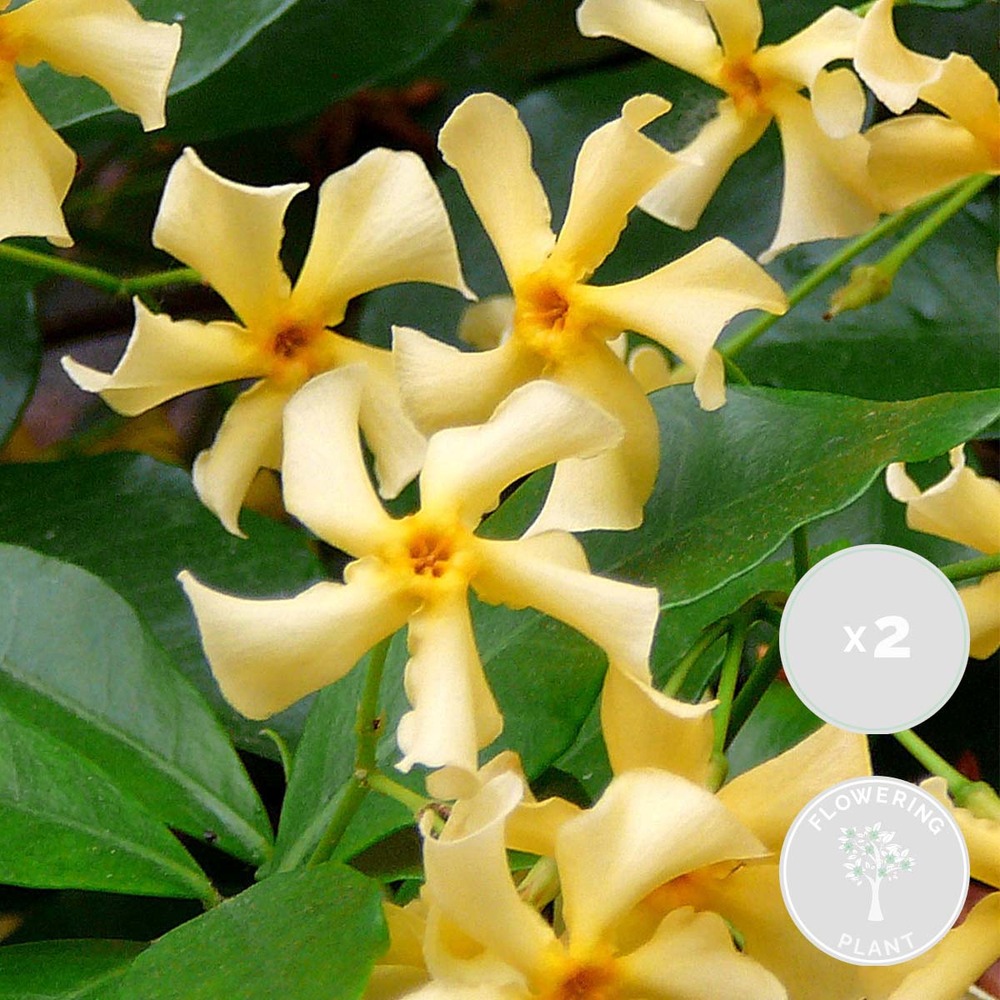 2x trachelospermum star of toscana – jasmin de toscane jaune – plante grimpante - ⌀15 cm -↕60-70 cm