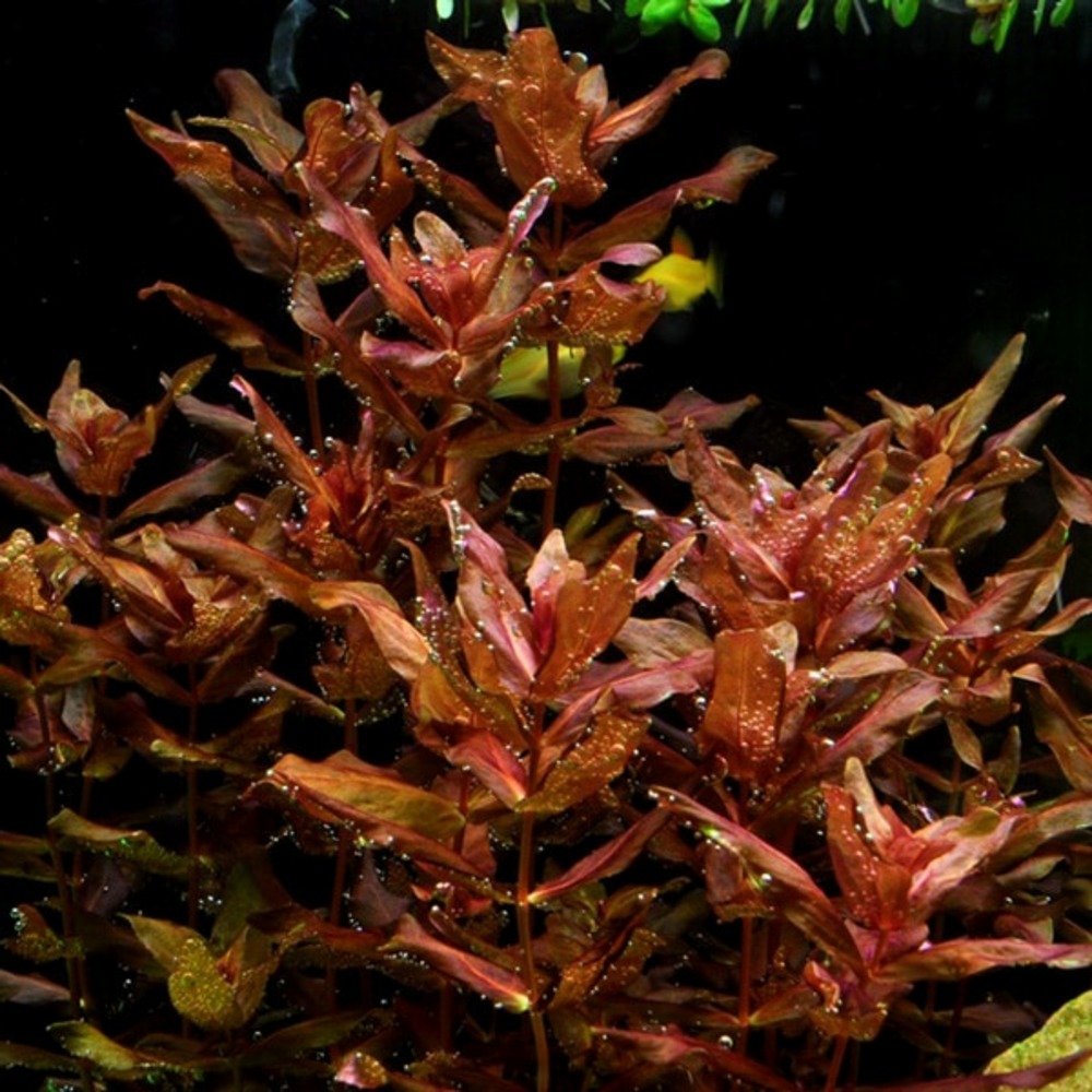 Rotala macrandra in vitro