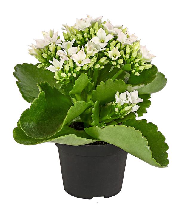 Mini Flammendes Käthchen - Kalanchoe