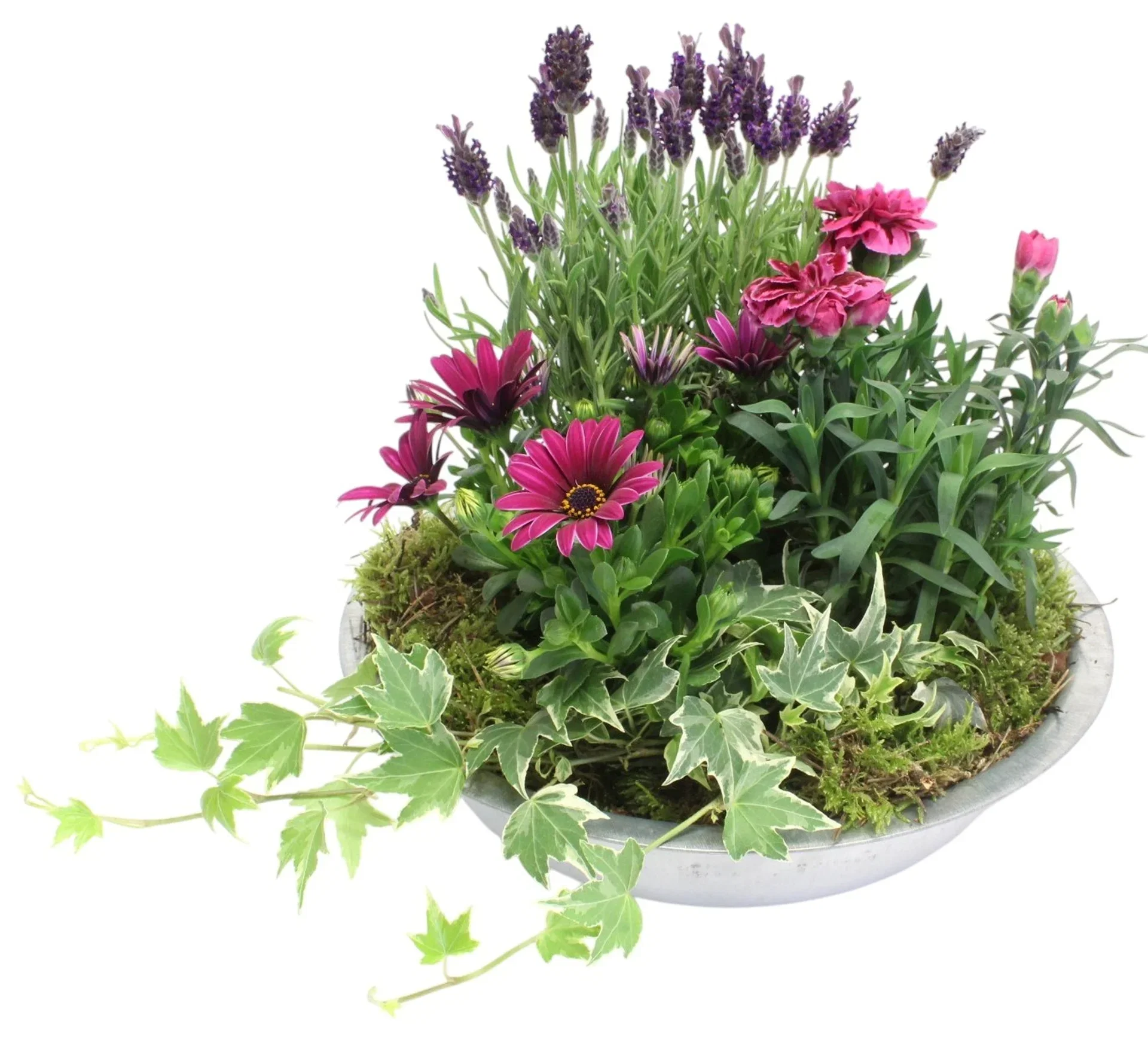 Lavendula in zink Beplantning med sommerblomster i sinkskål Ø29 cm