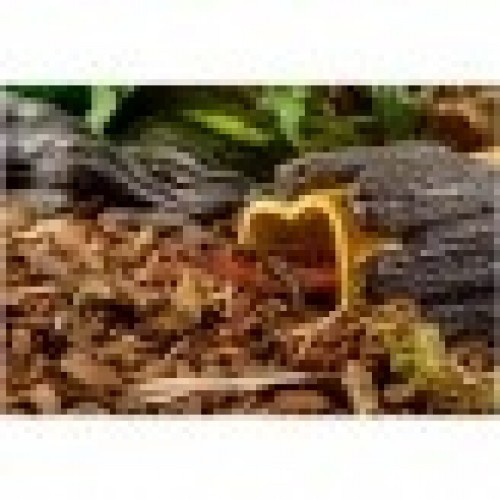 Caverna de tronco úmido para répteis