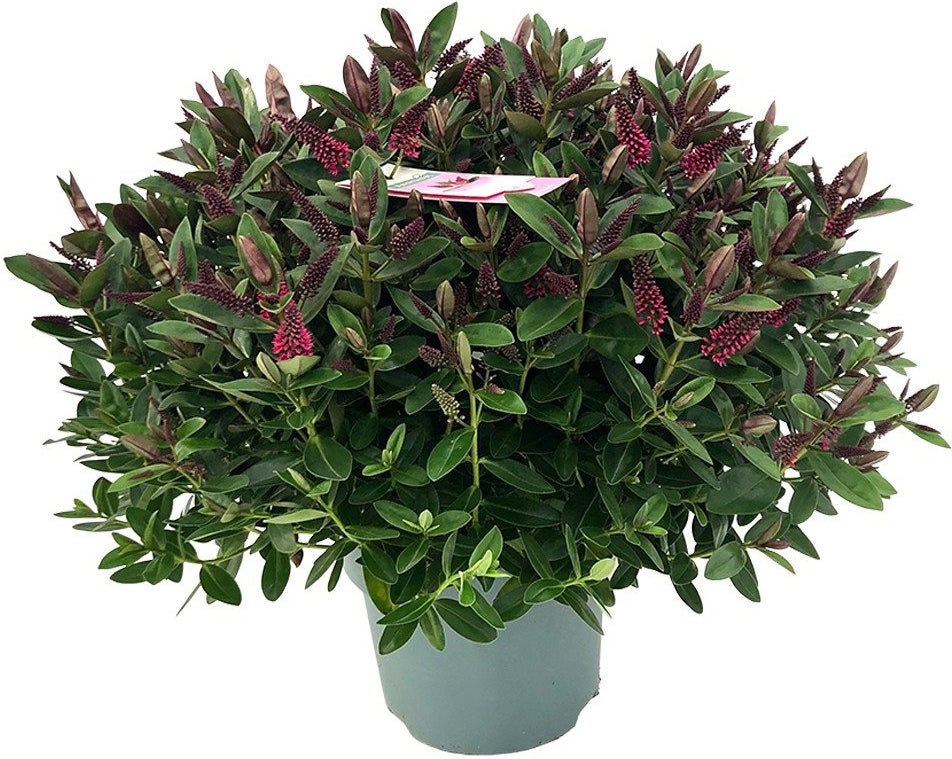 Struikveronica (Hebe 'Addenda Donna Eva') D 23 H 45 cm
